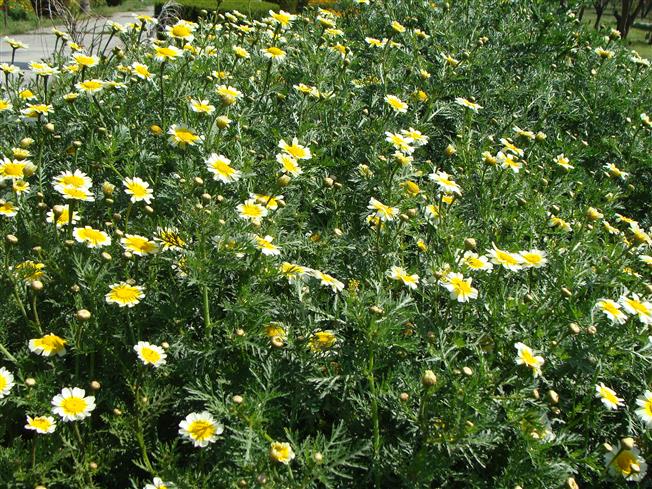 Glebionis coronaria